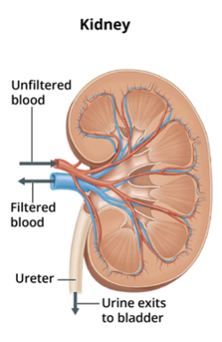 Kidney functions